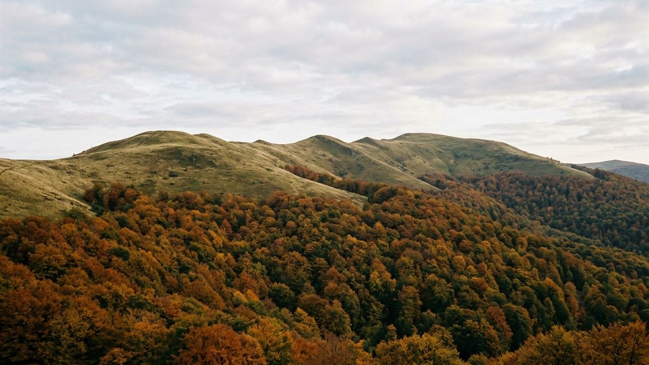 Rounded grassy mountain ridges above dense beech forest in southeast Poland, no buildings anywhere, long autumn light